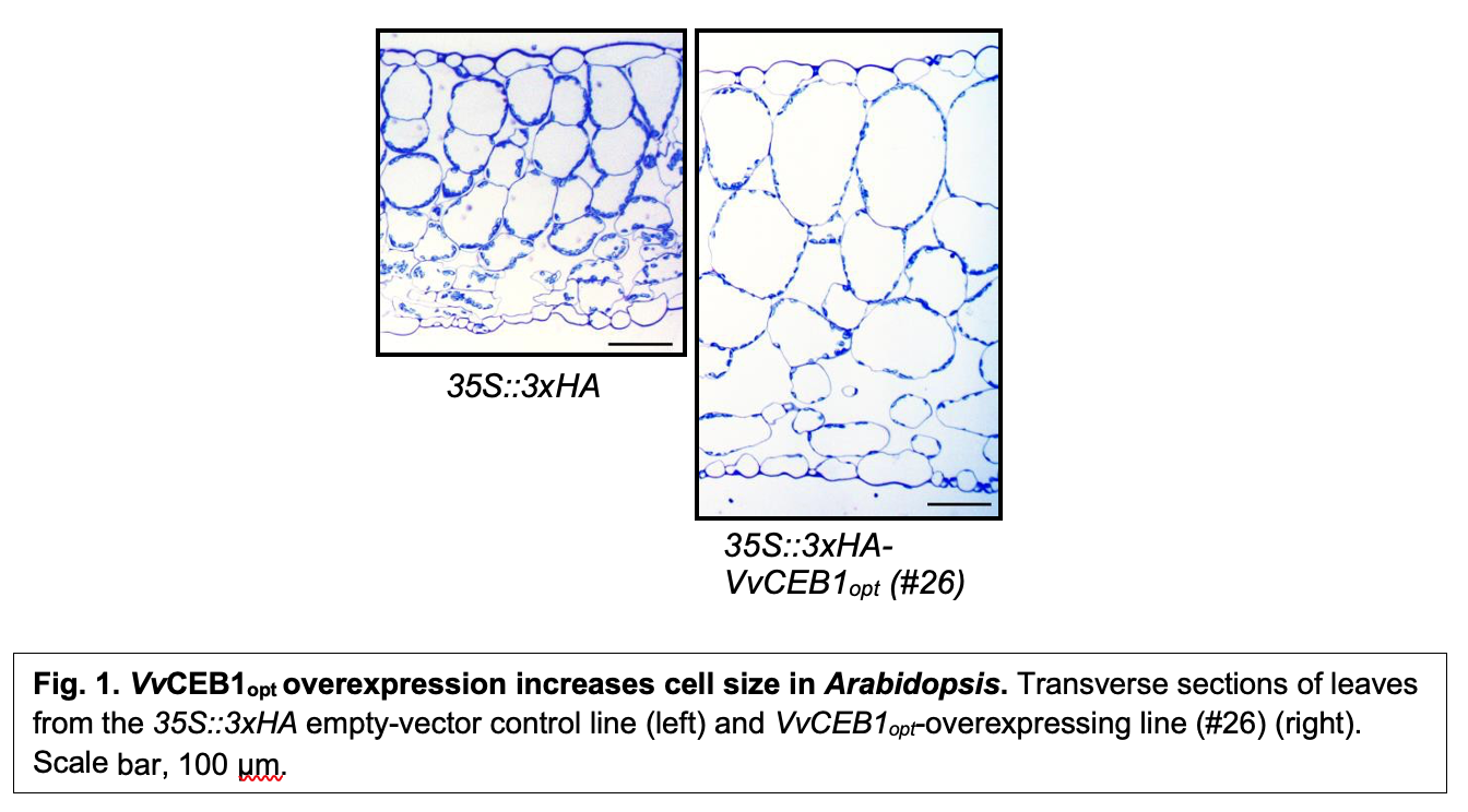 Fig. 1. VvCEB1opt overexpression increases cell size in Arabidopsis. Transverse sections of leaves from the 35S::3xHA empty-vector control line (left) and VvCEB1opt-overexpressing line (#26) (right). Scale bar, 100 μm.