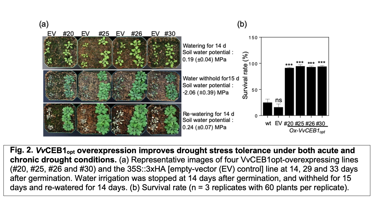 Fig. 2. VvCEB1opt overexpression improves drought stress tolerance under both acute and chronic drought conditions. (a) Representative images of four VvCEB1opt-overexpressing lines (#20, #25, #26 and #30) and the 35S::3xHA [empty-vector (EV) control] line at 14, 29 and 33 days after germination. Water irrigation was stopped at 14 days after germination, and withheld for 15 days and re-watered for 14 days. (b) Survival rate (n = 3 replicates with 60 plants per replicate).