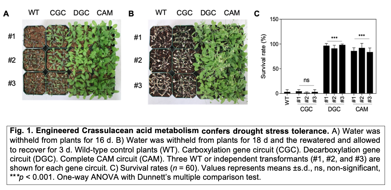 Fig. 1. Engineered Crassulacean acid metabolism confers drought stress tolerance. A) Water was withheld from plants for 16 d. B) Water was withheld from plants for 18 d and the rewatered and allowed to recover for 3 d. Wild-type control plants (WT). Carboxylation gene circuit (CGC). Decarboxylation gene circuit (DGC). Complete CAM circuit (CAM). Three WT or independent transformants (#1, #2, and #3) are shown for each gene circuit. C) Survival rates (n = 60). Values represents means ±s.d., ns, non-significant, ***p < 0.001. One-way ANOVA with Dunnett’s multiple comparison test. 